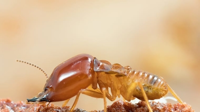 Termite Soldier