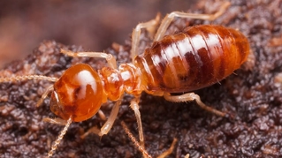 Formosan Termite Worker