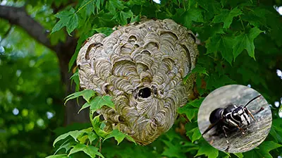 Hornets and Yellow Jackets