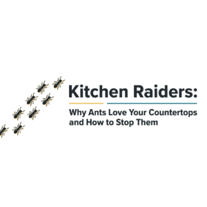 Kitchen Raiders: Ants in the Kitchen