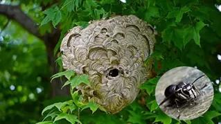 Hornets and Yellow Jackets